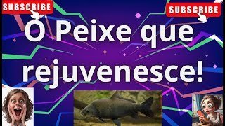 O Peixe que rejuvenesce!