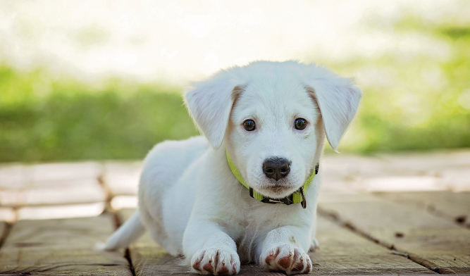 Delícias Saudáveis para seu Pet: Receitas Nutritivas e Saborosas para o Seu Melhor Amigo