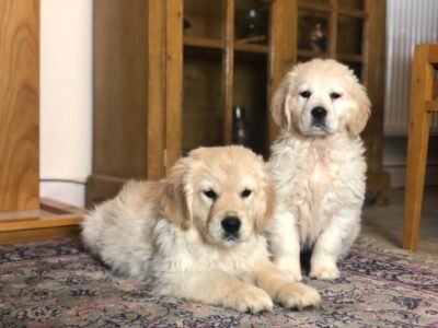 golden retriever a pronta entrega