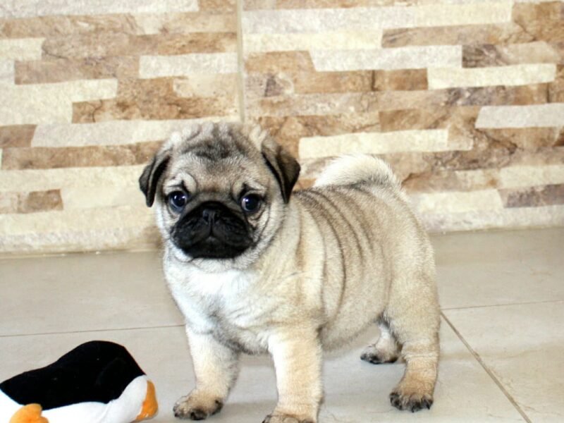 Pugs filhotes disponíveis
