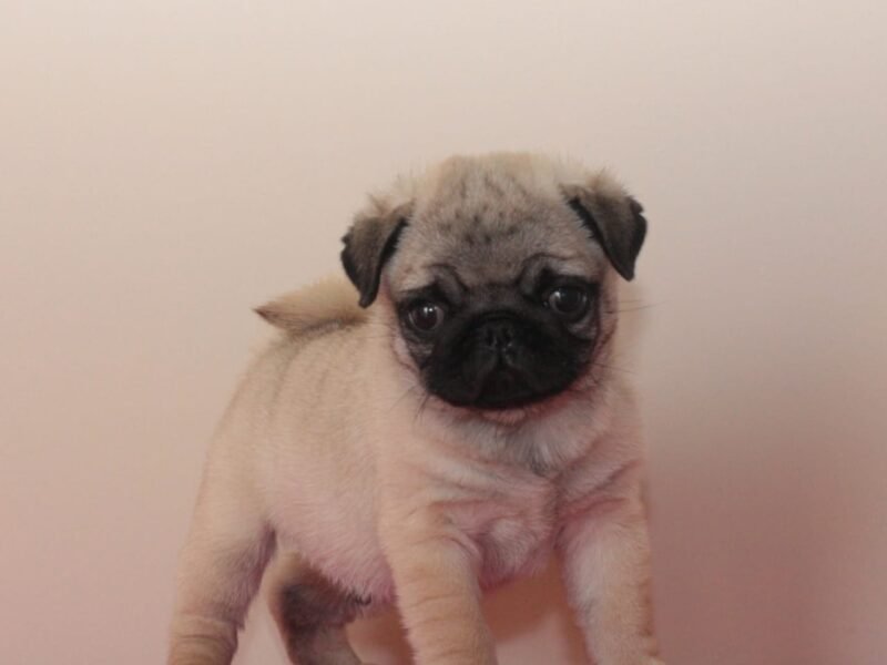 Pugs filhotes disponíveis