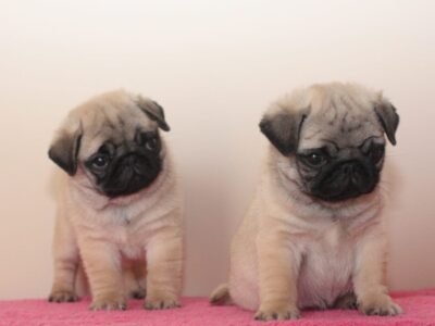 Pugs filhotes disponíveis