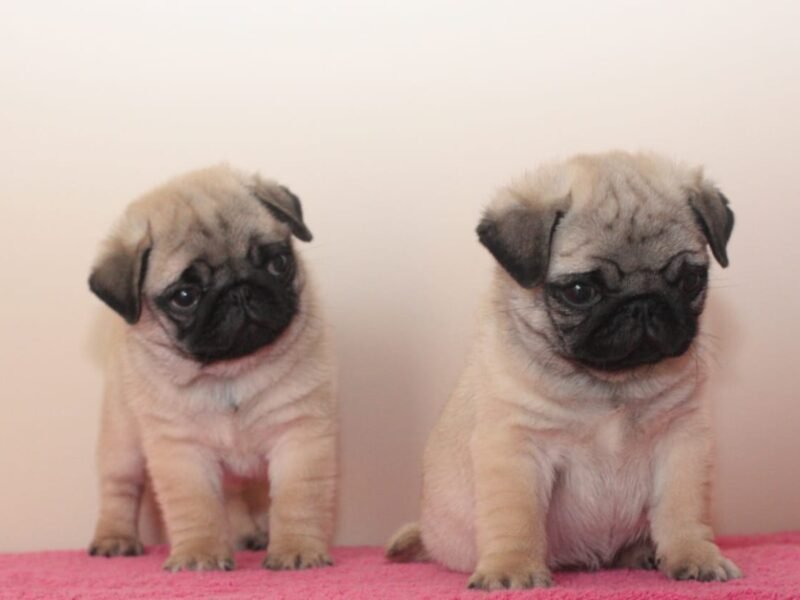 Pugs filhotes disponíveis