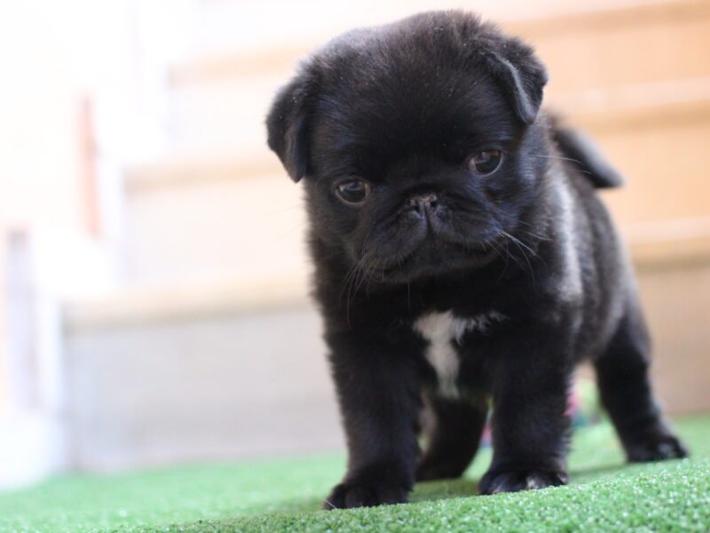 Pugs filhotes disponíveis